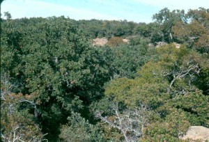 236236a cross timbers and barrens